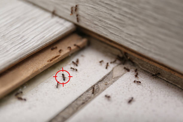Best Emergency Pest Control  in Urbana, IL